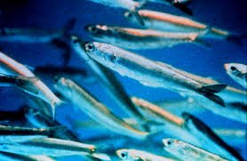 Anchovy Fish